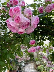 つるバラとクレマチスが咲く5月の庭