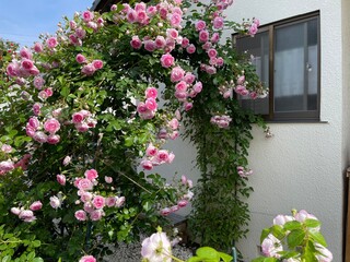 つるバラとクレマチスが咲く5月の庭