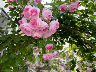 つるバラとクレマチスが咲く5月の庭