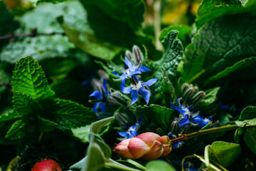 Collection of homegrown vegetables and flowers after harvest from home garden