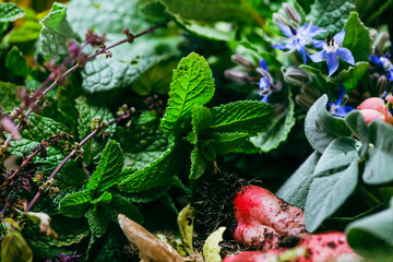 Collection of homegrown vegetables and flowers after harvest from home garden