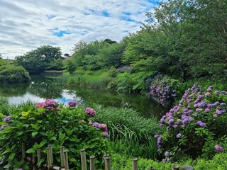 flowers in the garden