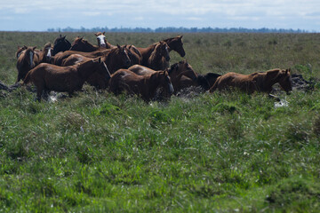 caballos en Estero del Ibera