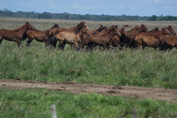 caballo en manada