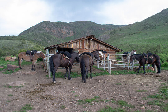 Caballos en Quebrada del Condor