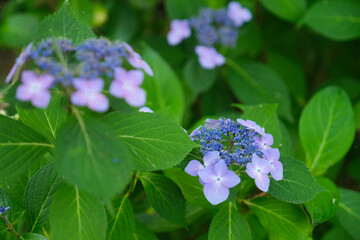 紫陽花