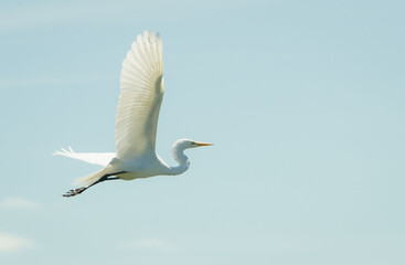 Platalea ajaja fly