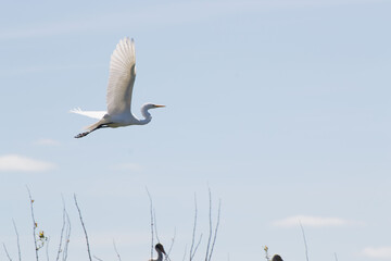 Platalea ajaja fly