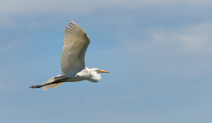 Platalea ajaja fly