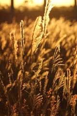 Fototapeta premium golden wheat field