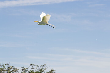 Platalea alba, ave
