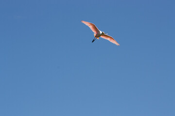 ave Platalea ajaja, espátula rosada