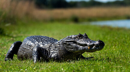 Yacaré negro - Caimán yacaré
