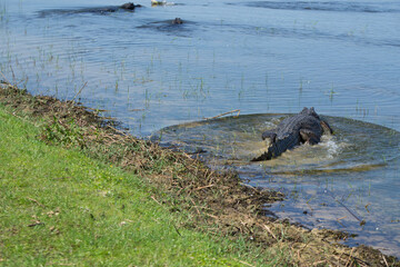 Fototapeta premium Yacaré negro - Caimán yacaré 