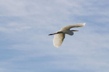 ave Platalea alba, espátula blanca