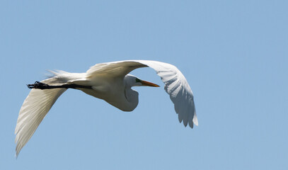 ave Platalea alba, espátula blanca