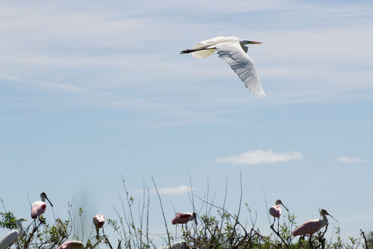 Ave Platalea Alba, Espátula Blanca