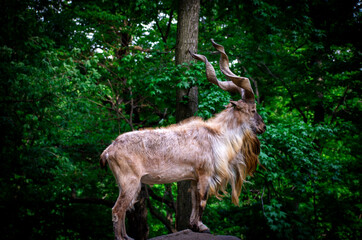 Markhor in the forest 