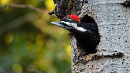 Female Pileated Woodpecker (Dryocopus pileatus) bird nesting in a tree trunk Canadian wildlife...