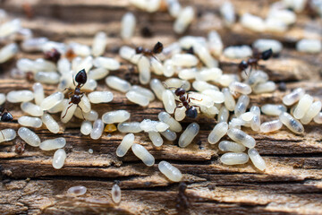 Ants and their Larva 