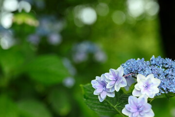 梅雨に咲く紫陽花 Wall Mural Beauty Beauty Wallpaper Murals Aki Insta212