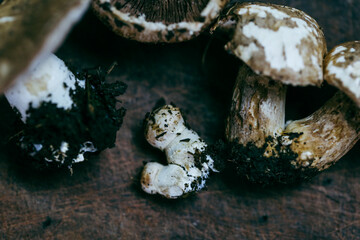 Moody image of collection of mushrooms freshly picked with dirt