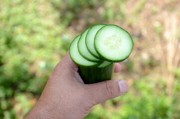 Closeup sliced green cucumber held by male hand against a blurred background