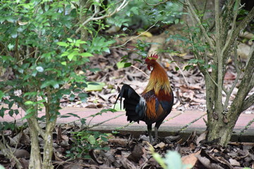 Beautiful scenery of  Botanical garden in Singapore 