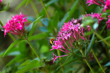 Close-up of a Blue Banded Bee