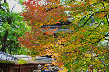 一番美しい京都の紅葉　The most beautiful autumn leaves in Kyoto
