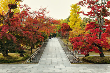 Fototapeta na wymiar 一番美しい京都の紅葉　The most beautiful autumn leaves in Kyoto