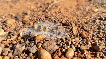 Tiny spiderweb with dew, on the ground near Meekatharra, Western Australia