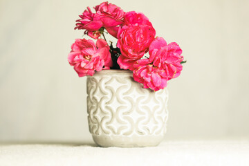 Bunch of fresh pink flowers, in white ceramic pot on plain background with copy space