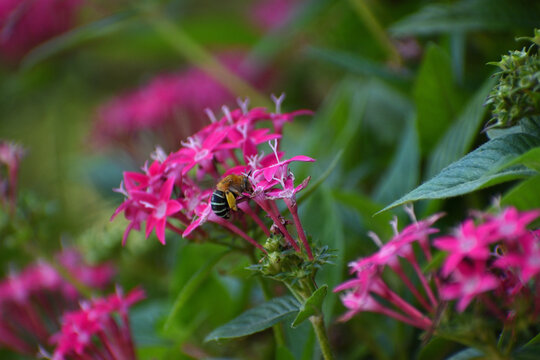 Blue Banded Bee getting honey from a pink flower
