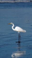 Great egret (Ardea alba) on the beach in Las Penas, Ecuador