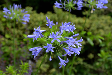 涼しげな色のアガパンサス
