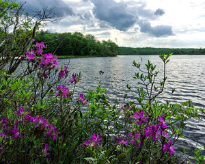 flowers on the lake