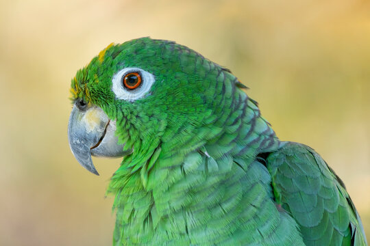 Yellow-crowned amazon parrot (Amazona ochrocephala) profile