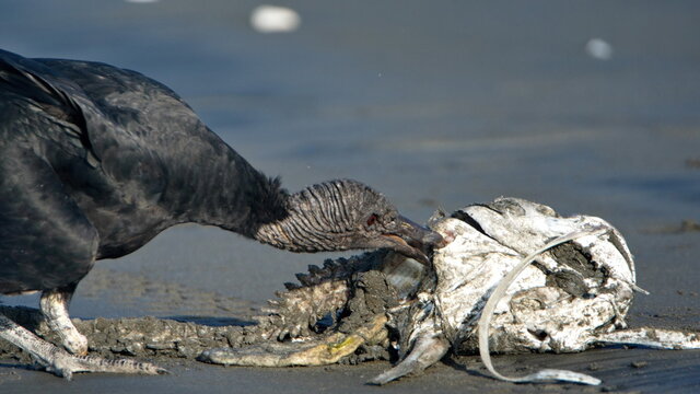 Black vulture (Coragyps atratus) eating carrion on the beach in Las Penas, Ecuador