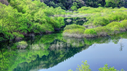 Fototapeta premium 新緑の五十里湖