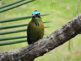 Barraquero, birds, exotic, nature