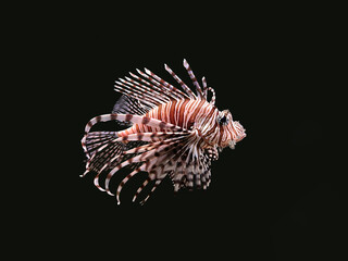 red lionfish on a black background