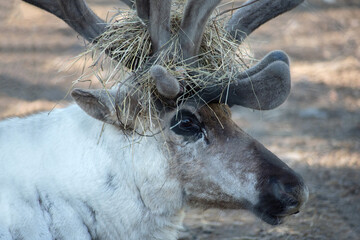 reindeer in summer with hay on their horns close-up