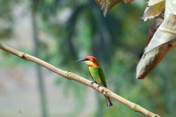 Bee-Eater bird