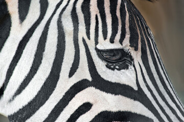 Fototapeta na wymiar zebra eye close-up. selective focus