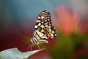 butterfly on a flower