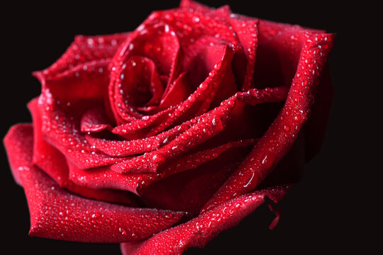 red rose with water drops on a black background close-up