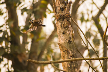 butterfly on tree