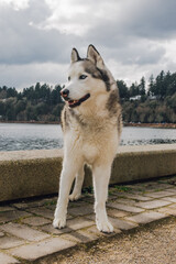 siberian husky dog by water  © Nicole Kandi