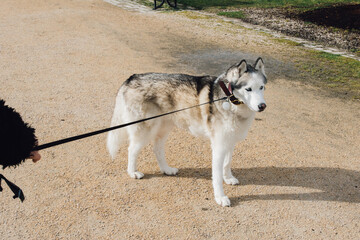 Siberian husky dog on leash refuses to walk